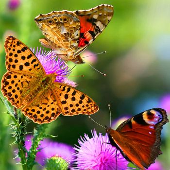 Create a Butterfly Garden